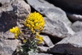 Mt. Lassen draba (Draba aureola) wildflowers blooming among rocks on the high elevation trails of Lassen Volcanic National Park,