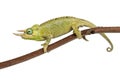 Mt. Meru Jackson's Chameleon Royalty Free Stock Photo