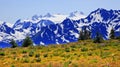 Mt Olympus Snow Mountains Purple Lupine Hurricane