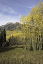 Mt. Owen and Ruby Peak with Changing Aspen Royalty Free Stock Photo