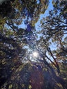 Mt. Pulag Moss forest