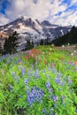 Mt. Rainier and flowers