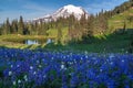 Mt. Rainier, Washington State Royalty Free Stock Photo