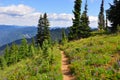 Mt. Rainier Wildflowers