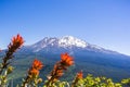 Mt Shasta summit covered in snow; Indian paintbrush Castilleja in bloom in the foreground, Siskiyou County, California