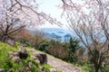 Mt. Shiude (Shiudeyama) mountaintop cherry blossoms full bloom in the spring. Kagawa, Japan. Royalty Free Stock Photo