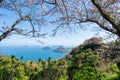 Mt. Shiude (Shiudeyama) mountaintop cherry blossoms full bloom in the spring. Kagawa, Japan. Royalty Free Stock Photo