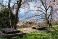 Mt. Shiude (Shiudeyama) mountaintop cherry blossoms full bloom in the spring. Kagawa, Japan. Royalty Free Stock Photo