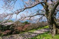 Mt. Shiude (Shiudeyama) mountaintop cherry blossoms full bloom in the spring. Kagawa, Japan. Royalty Free Stock Photo