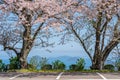 Mt. Shiude (Shiudeyama) mountaintop parking lot cherry blossoms full bloom. Kagawa, Japan. Royalty Free Stock Photo