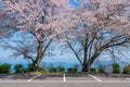 Mt. Shiude (Shiudeyama) mountaintop parking lot cherry blossoms full bloom. Kagawa, Japan. Royalty Free Stock Photo