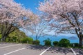 Mt. Shiude (Shiudeyama) mountaintop parking lot cherry blossoms full bloom. Kagawa, Japan. Royalty Free Stock Photo