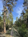 MTB track in forest around Junne