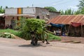 Mto wa Mbu, TANZANIA - JANUARY 2020: Black African Man on a Motorcycle Carrying Big Green Banana Branches. Africa Must