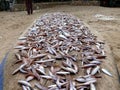 MTWARA, Tanzania - December 3, 2008: the Fish market. Royalty Free Stock Photo