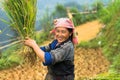 Mu Cang Chai, Vietnam - Sep 17, 2016: Portrait of minority Hmong woman harvests rice on terraced paddy field Royalty Free Stock Photo