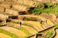 Ethnic farmers working on the fields in the morning. Royalty Free Stock Photo