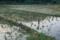 Muang Ngoi Neua village, Louangphrabang Province, Laos - June 2, 2017: Boys in Muang Ngoi Neua village tried to catch fish in rice