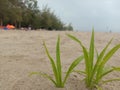 Muarabadak beach - weed growing on the sand