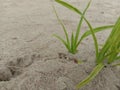 Muarabadak beach - weed growing on the sand