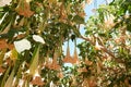 Much brugmansia arborea, angel's trumpet or datura flower blossom. Royalty Free Stock Photo