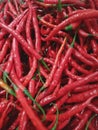 so much curly red chili Royalty Free Stock Photo