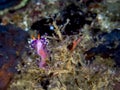 Much Desired Flabellina Coryphellina exoptata