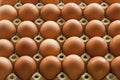 Much Eggs in egg carton packaging Royalty Free Stock Photo