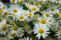 Much flowers of the daisywheel