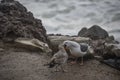 Herring Gull Adult Feeding Young Offspring