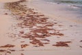 Much seaweed left on sandy beach when tide water goes out, tropical seashore