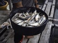 Much small fresh raw fish in a black bowl.