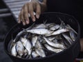 Much small fresh raw fish in a black bowl.