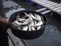 Much small fresh raw fish in a black bowl.