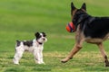 Playtime at dog park is exciting