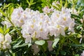 Much spring white flowers with green leaves