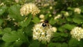 Volucella pellucens