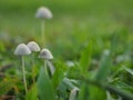 Muchroom growing in the meadow. Royalty Free Stock Photo