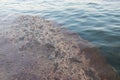 Mucilage on the Caspian sea surface. Environmental problem of environmental pollution Royalty Free Stock Photo