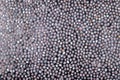 Mucilaginous gel-like coating around chia seeds Royalty Free Stock Photo