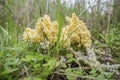 Mucilago crustacea, dog sick slime mould Royalty Free Stock Photo