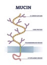 Mucin structure as chemical glycosylated proteins closeup outline diagram