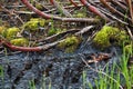 Muck, Mud, Moss At The Marsh In Spring