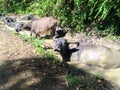 Mucked buffaloes, they dip their body in the mud pool. The buffalo lays in the mud by the river. Soak in the mud comfortably.