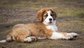 Mucky Saint Bernese puppy