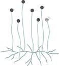 Structure of Mucor. Mycelium with sporangium