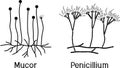 Mucor and Penicillium