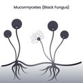 Mucormycetes Black Fungus Pathogenic Yeast Strain vector illustration