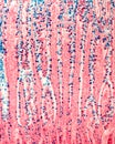 Goblet cells. Intestinal epithelium