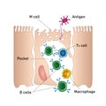 Mucosal immune system diagram, medical vector illustration Royalty Free Stock Photo